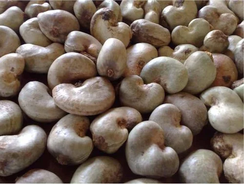 Raw Cashew Nut 1 (1)